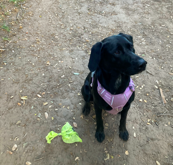 dog sitting by bag of poop