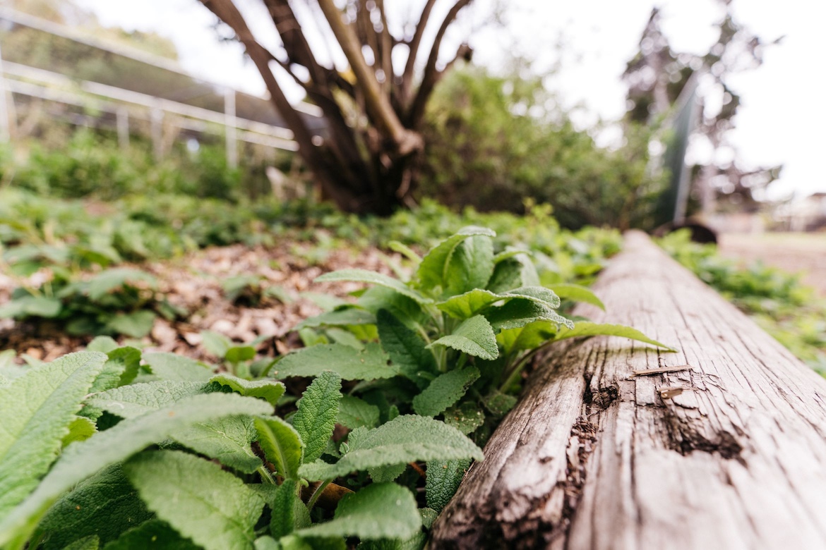 close-up of plant next to wood border with landscaping in background
