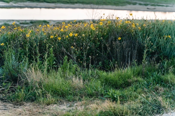 field of flowers
