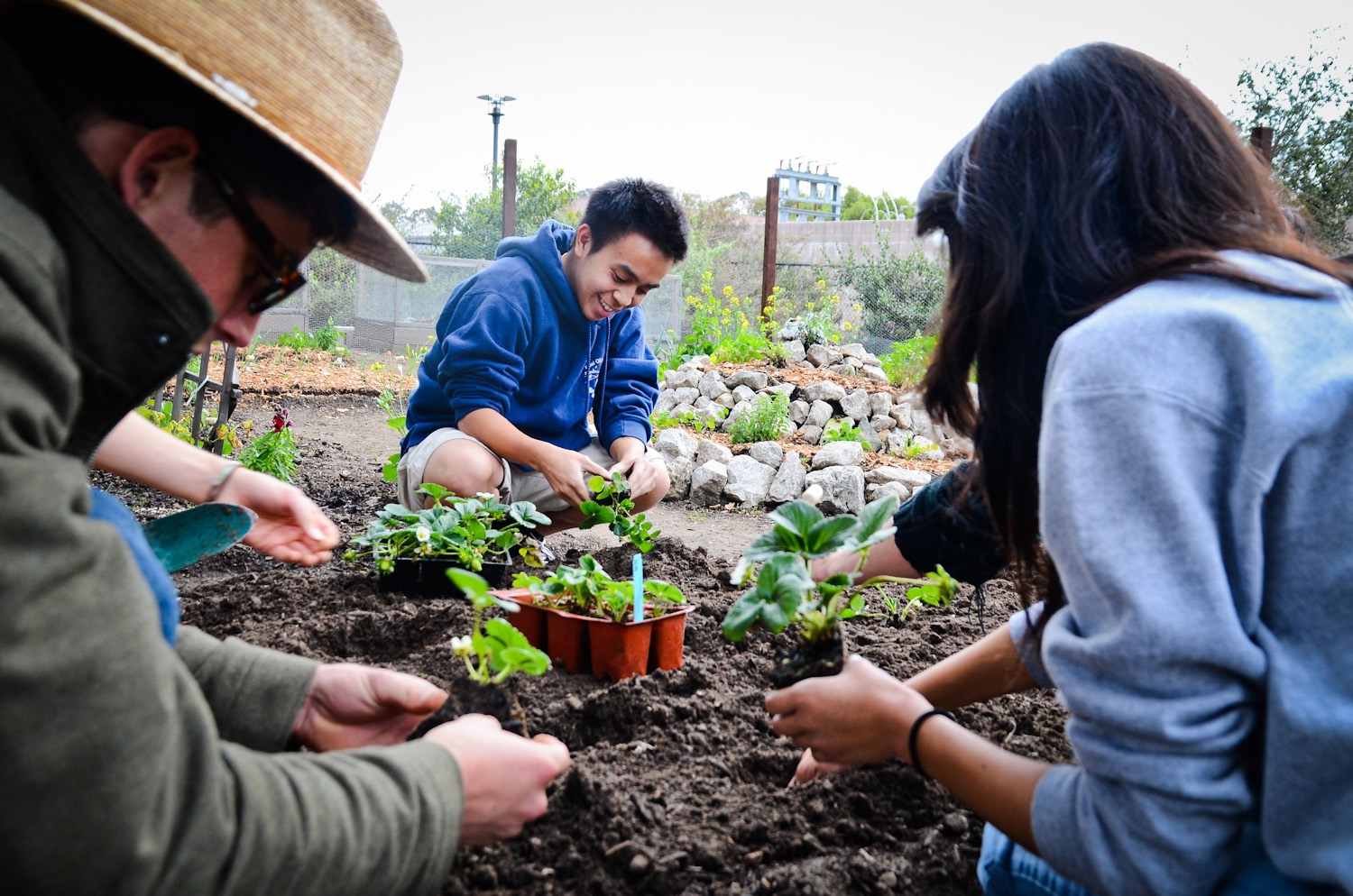 3 people planting in a garden